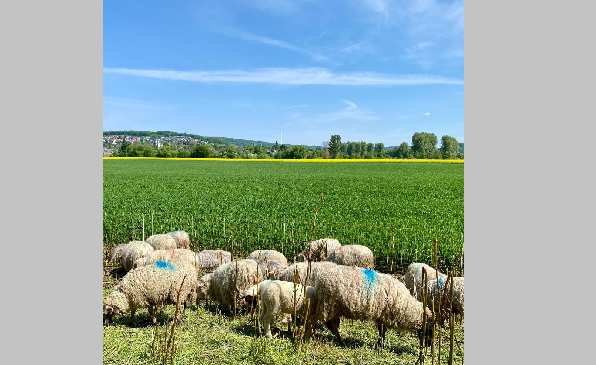 Am Radweg an der Ruhraue / Ecke Am Kaltenborn betreiben dieses Jahr 150 Schafe Landschaftspflege für Wetter (Ruhr): Sie „mähen“ für den Menschen und für unsere heimischen Pflanzen gefährliche Stauden ab, die sich dort extrem breit gemacht haben